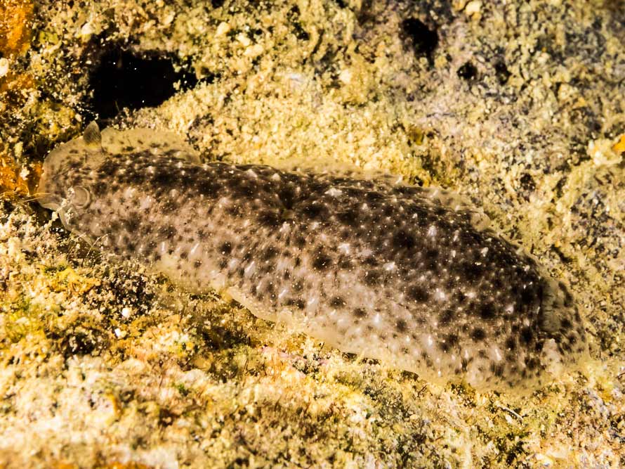 Dendrodoris elongata